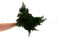 Juniperus Preservado - Verde 12