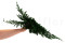 Juniperus Preservado - Verde 14