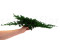 Juniperus Preservado - Verde 15