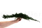 Juniperus Preservado - Verde 17