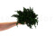 Juniperus Preservado - Verde 18