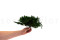 Juniperus Preservado - Verde 19