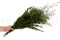 Lepto Longifolia preservado - Verde 3
