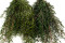 Lepto Longifolia preservado - Verde 4