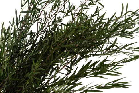 Lepto Longifolia preservado - Verde