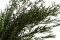 Lepto Longifolia preservado - Verde 1