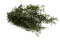 Lepto Longifolia preservado - Verde 6