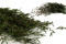 Lepto Longifolia preservado - Verde 7