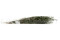Lepto Longifolia preservado - Verde 9