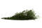 Lepto Longifolia stabilisé - Vert 5