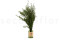 Lepto Longifolia preservado - Verde 2