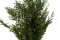 Lepto Longifolia preservado - Verde 8